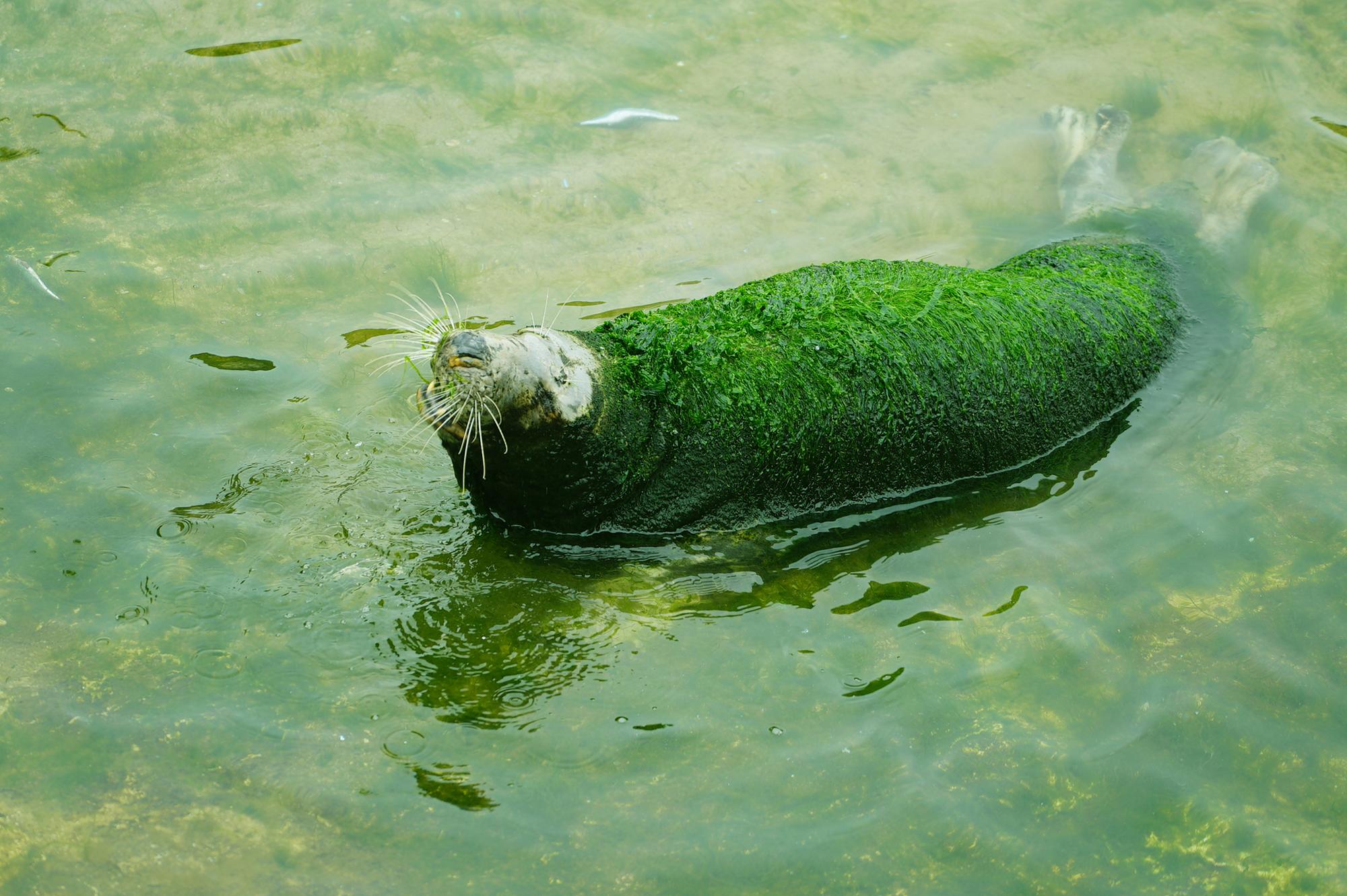 Foca_En_Cantabria_1